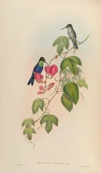 Thalurania tschudii = Thalurania furcata nigrofasciata